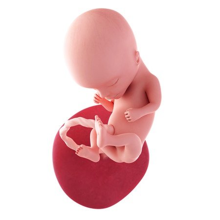 14. týden těhotenství