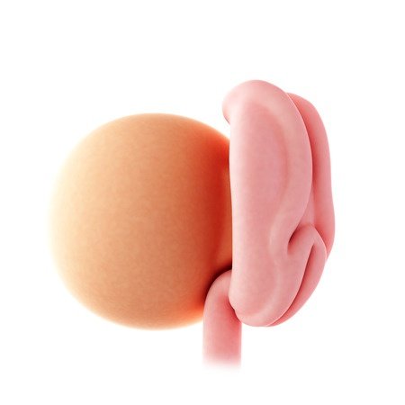 4. týden těhotenství