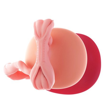 5. týden těhotenství