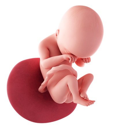 19. týden těhotenství