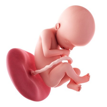 22. týden těhotenství