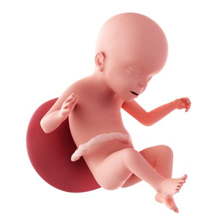 23. týden těhotenství