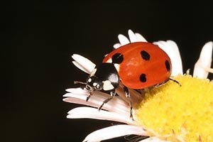 Slunéčko sedmitečné