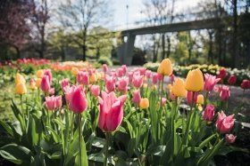 Jarní Flora Olomouc 2019