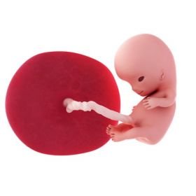 3. měsíc těhotenství - 10. týden těhotenství