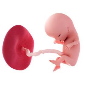 3. měsíc těhotenství - 11. týden těhotenství