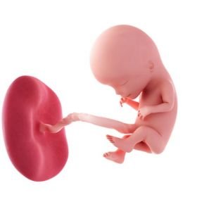 3. měsíc těhotenství - 12. týden těhotenství
