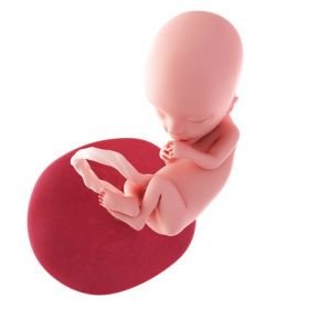 3. měsíc těhotenství - 13. týden těhotenství