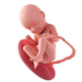 8. měsíc těhotenství - 33. týden těhotenství