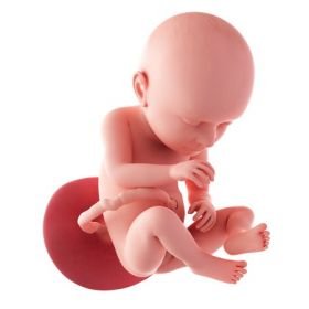 9. měsíc těhotenství - 37. týden těhotenství