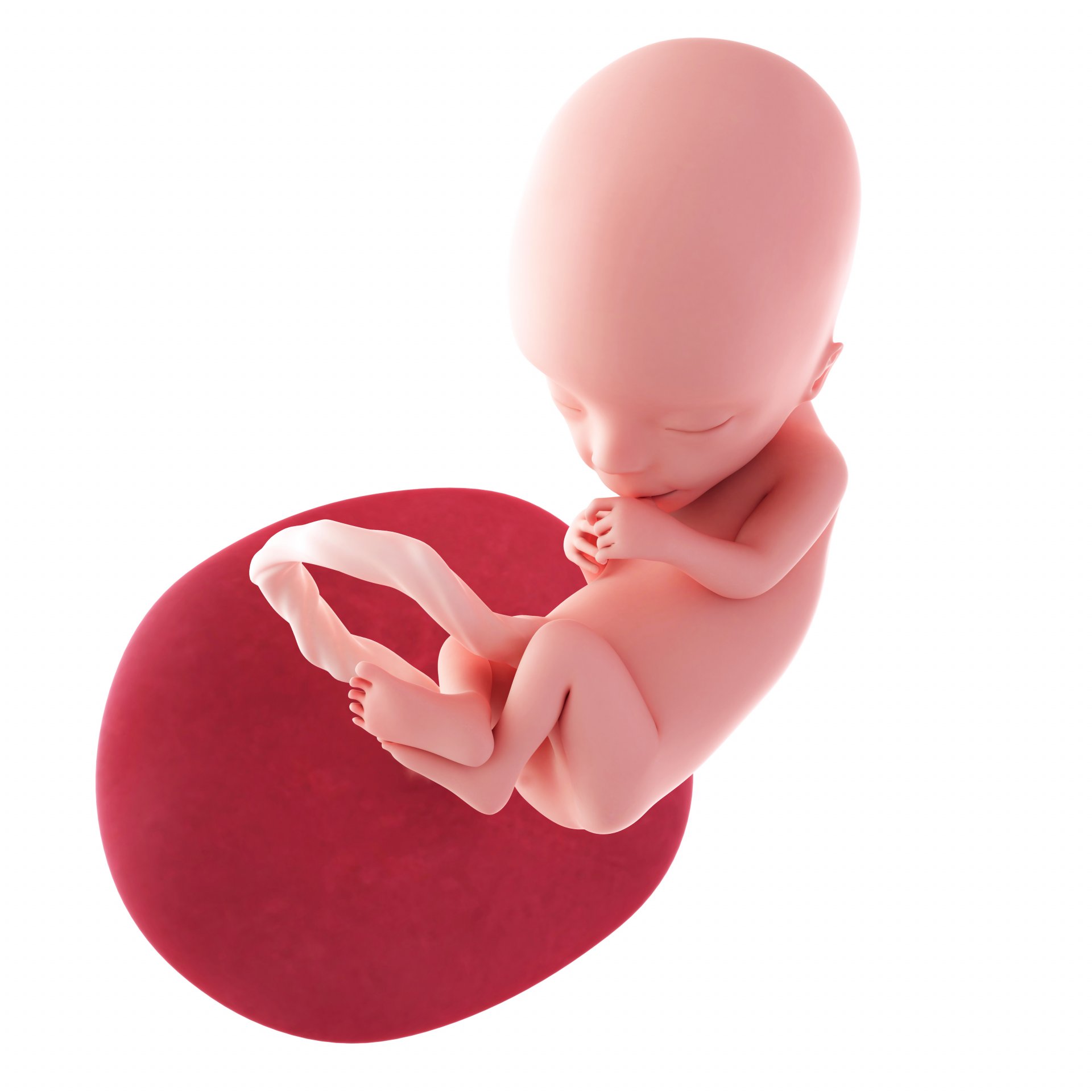 13. týden těhotenství