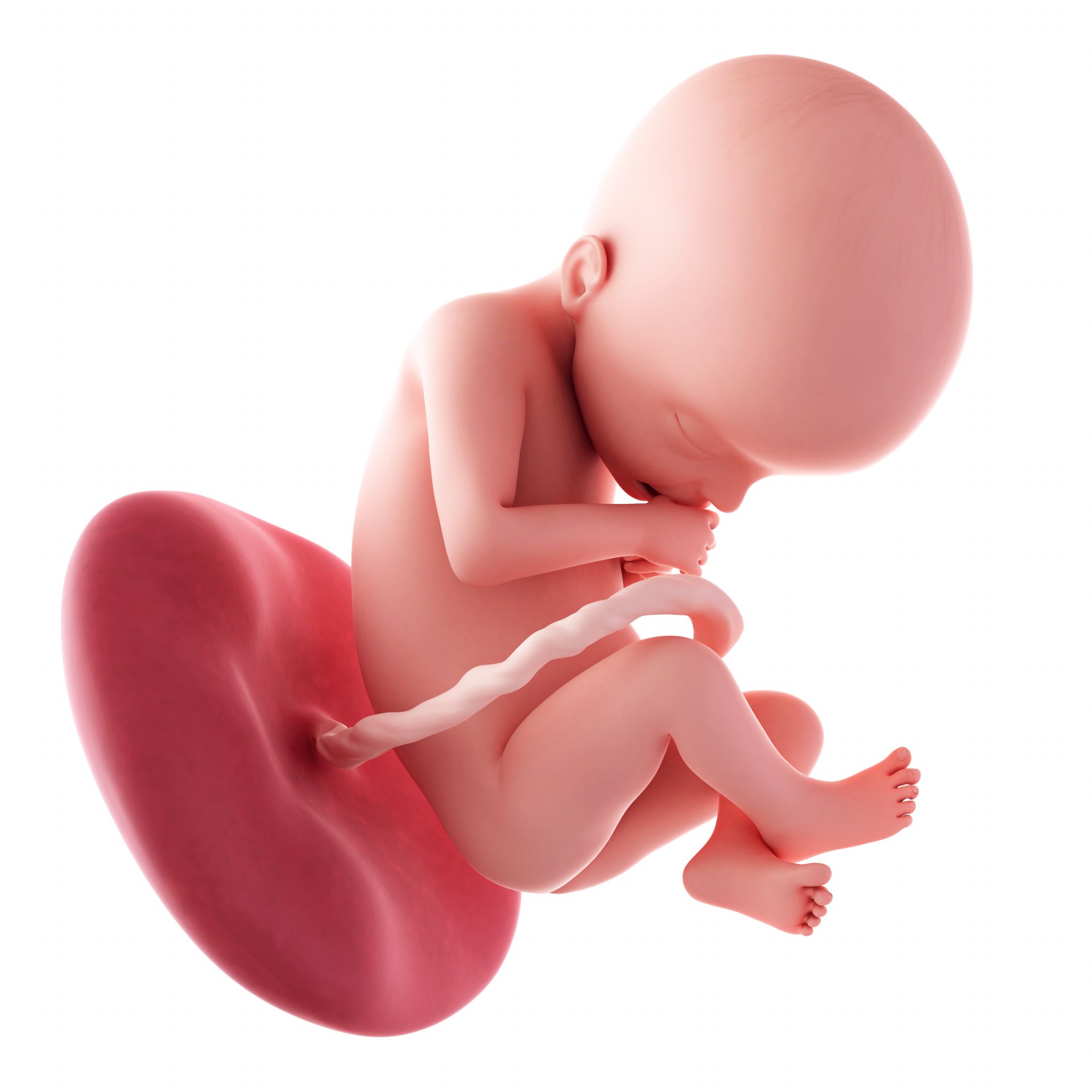 22. týden těhotenství